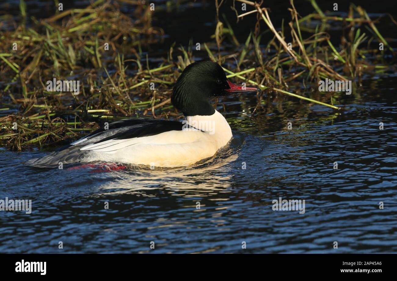 Un magnifico Goodsander maschio, Mergus merganser, nuotando su un fiume che scorre veloce nel Regno Unito. Si tuffa sotto l'acqua cattura pesce per mangiare. Foto Stock