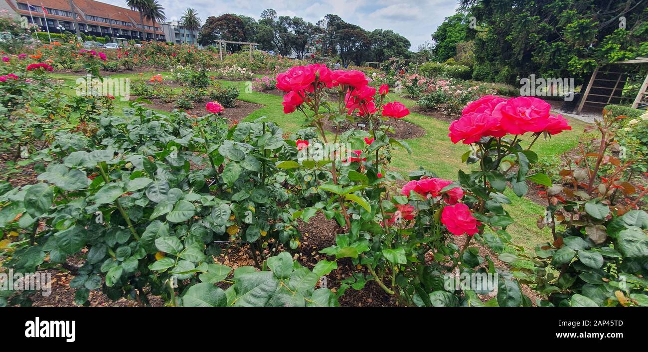 Parnell Rose Garden, Auckland / Nuova Zelanda - 14 Dicembre 2019: Il Dove Myer Robinson Park (Parnell Rose Garden) Foto Stock