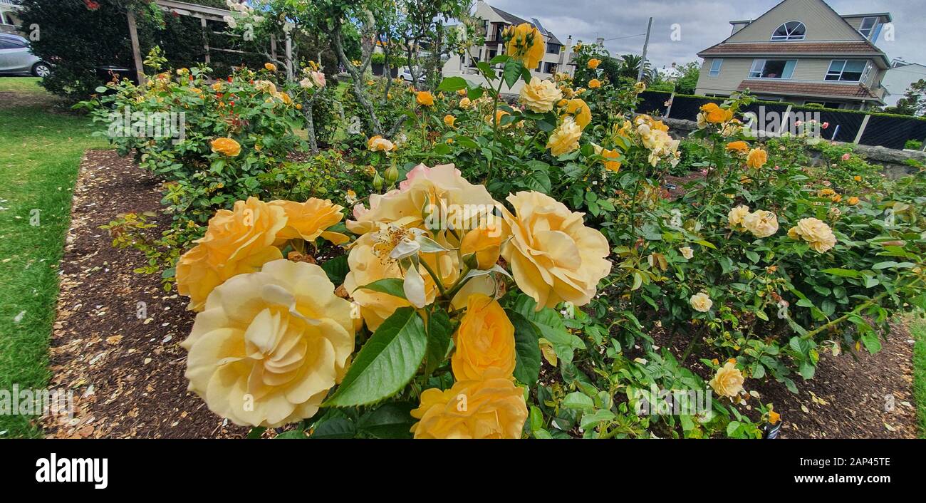 Parnell Rose Garden, Auckland / Nuova Zelanda - 14 Dicembre 2019: Il Dove Myer Robinson Park (Parnell Rose Garden) Foto Stock