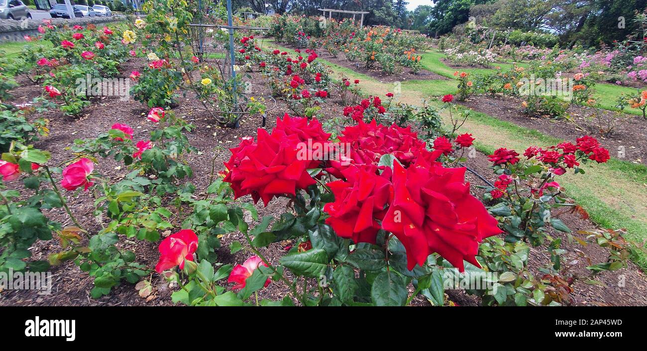 Parnell Rose Garden, Auckland / Nuova Zelanda - 14 Dicembre 2019: Il Dove Myer Robinson Park (Parnell Rose Garden) Foto Stock