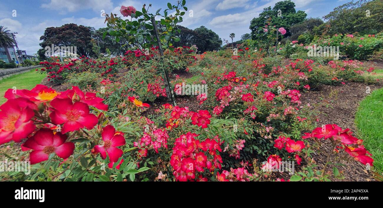 Parnell Rose Garden, Auckland / Nuova Zelanda - 14 Dicembre 2019: Il Dove Myer Robinson Park (Parnell Rose Garden) Foto Stock