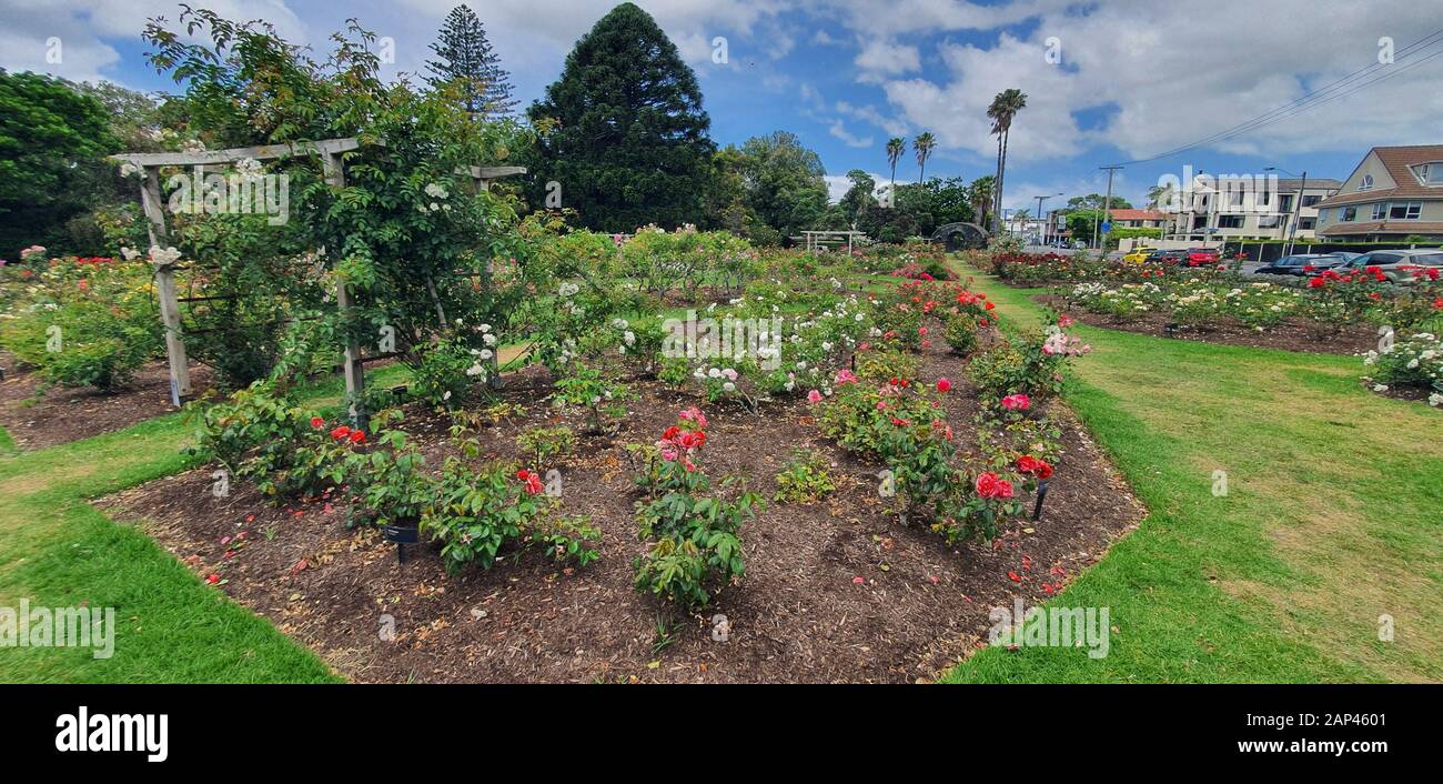 Parnell Rose Garden, Auckland / Nuova Zelanda - 14 Dicembre 2019: Il Dove Myer Robinson Park (Parnell Rose Garden) Foto Stock