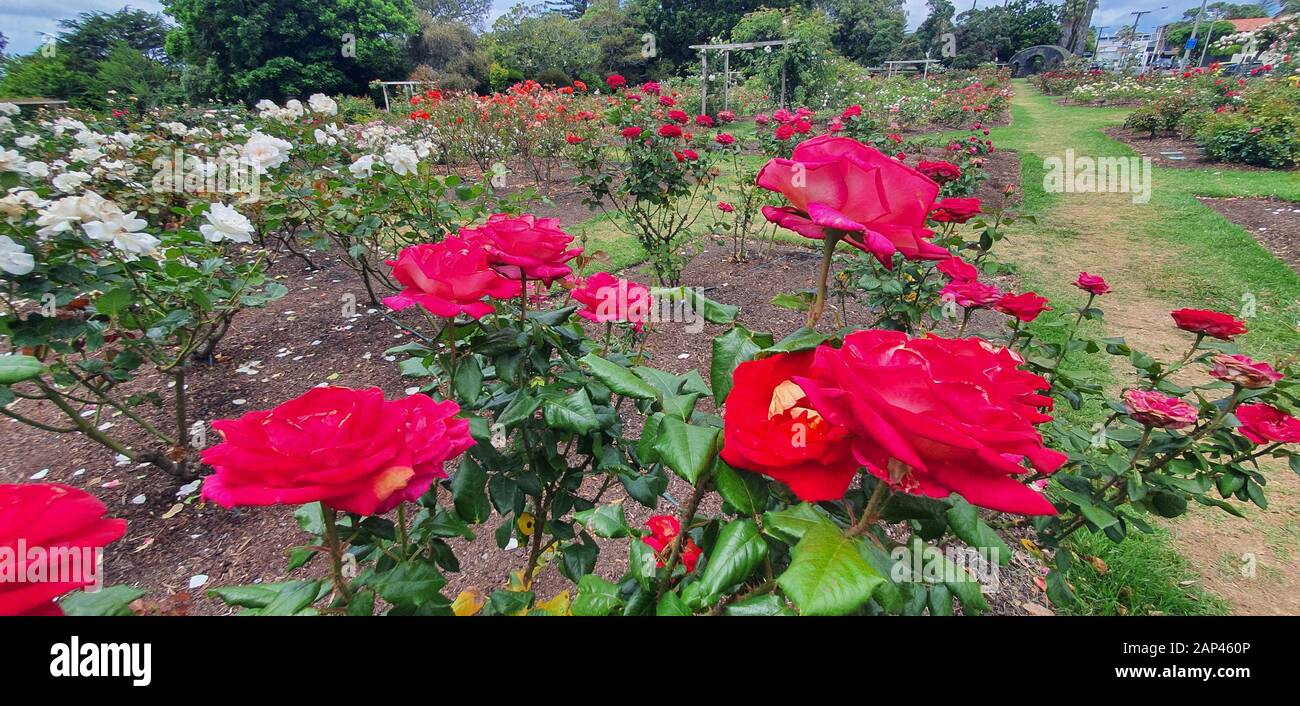 Parnell Rose Garden, Auckland / Nuova Zelanda - 14 Dicembre 2019: Il Dove Myer Robinson Park (Parnell Rose Garden) Foto Stock