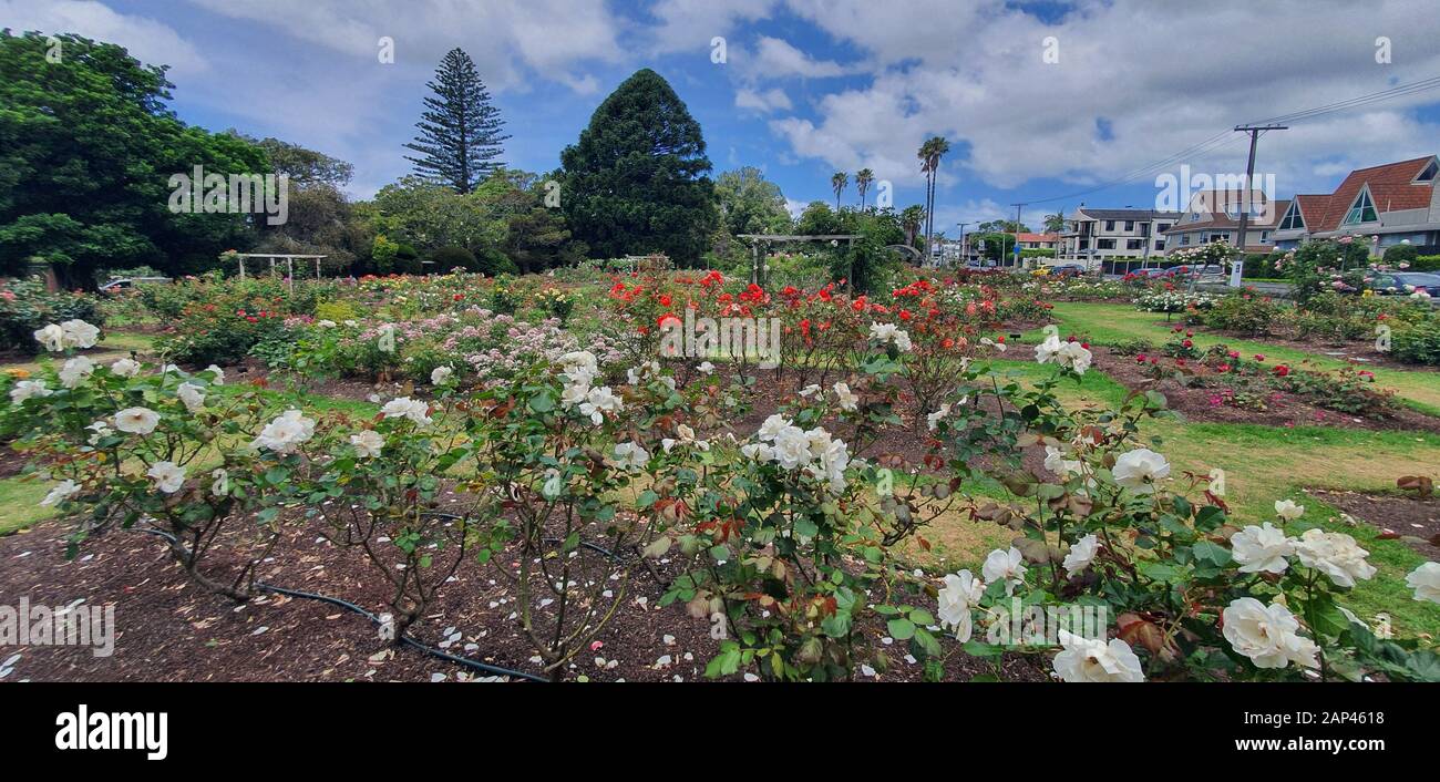 Parnell Rose Garden, Auckland / Nuova Zelanda - 14 Dicembre 2019: Il Dove Myer Robinson Park (Parnell Rose Garden) Foto Stock
