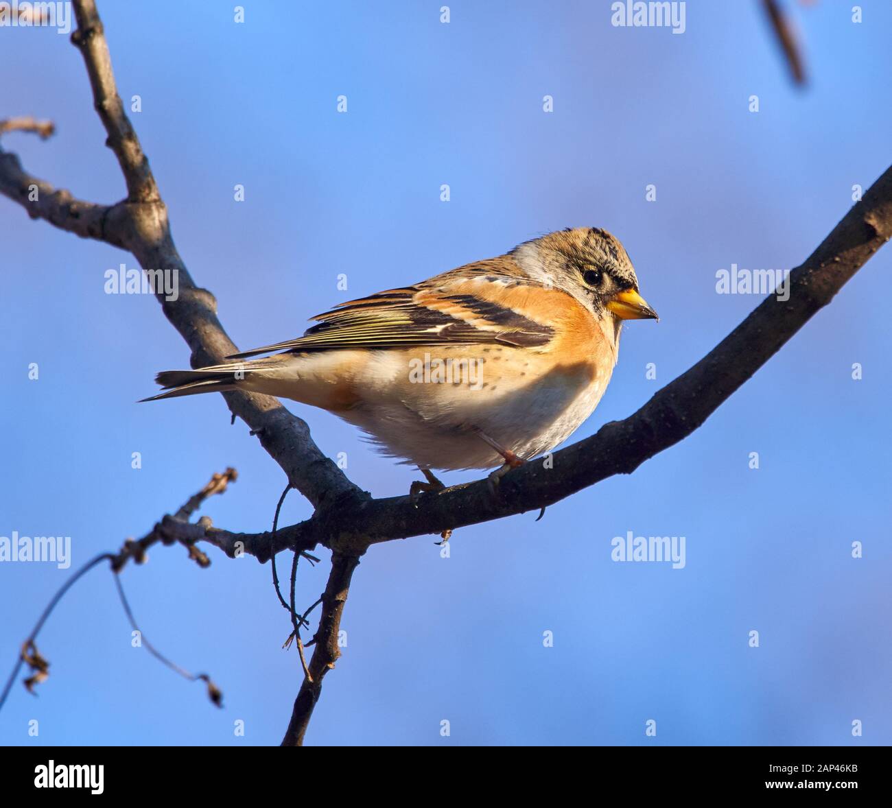 Uccello brambling (Fringilla montifingilla) arroccato su un ramoscello Foto Stock