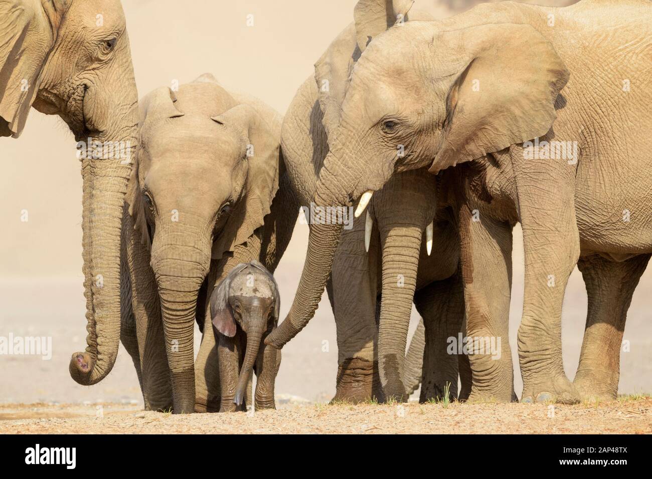 Elefante africano (Loxodonta africana), Deserto-atto di elefante potabile di vitello a waterhole nel deserto, protetto da una mandria, Hoanib deserto, Kaokoland, Foto Stock