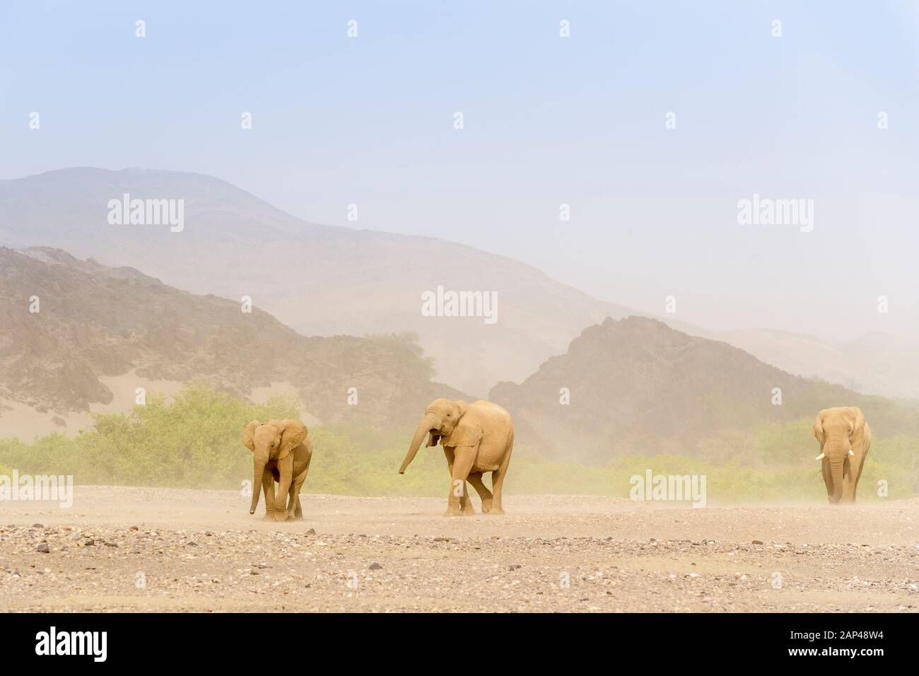 Elefante africano (Loxodonta africana), Deserto-atto elephant bull, seguendo le femmine nel deserto deserto Hoanib, Kaokoland, Namibia. Foto Stock