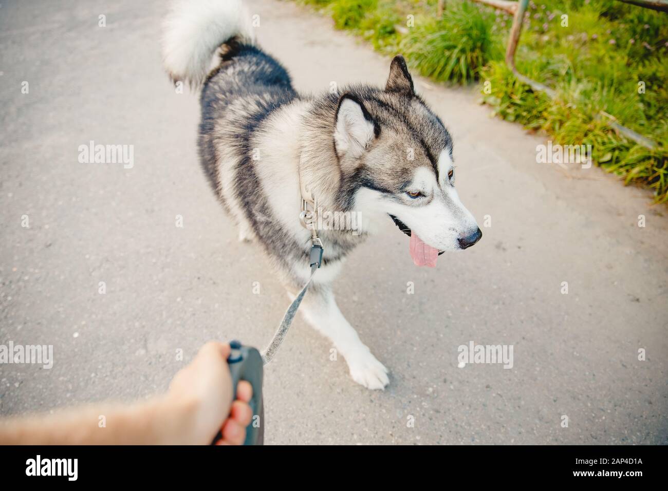Husky cane malamute sul guinzaglio, camminare lungo la strada Foto Stock