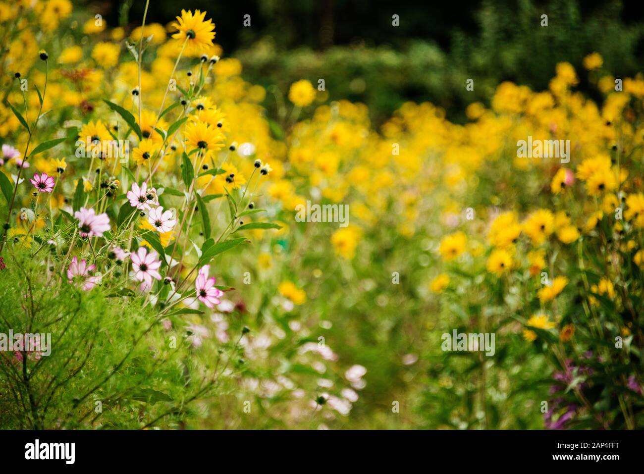 Claude Monet Casa Giverny Normandia Francia. Fiori D'Autunno A Giverney Foto Stock