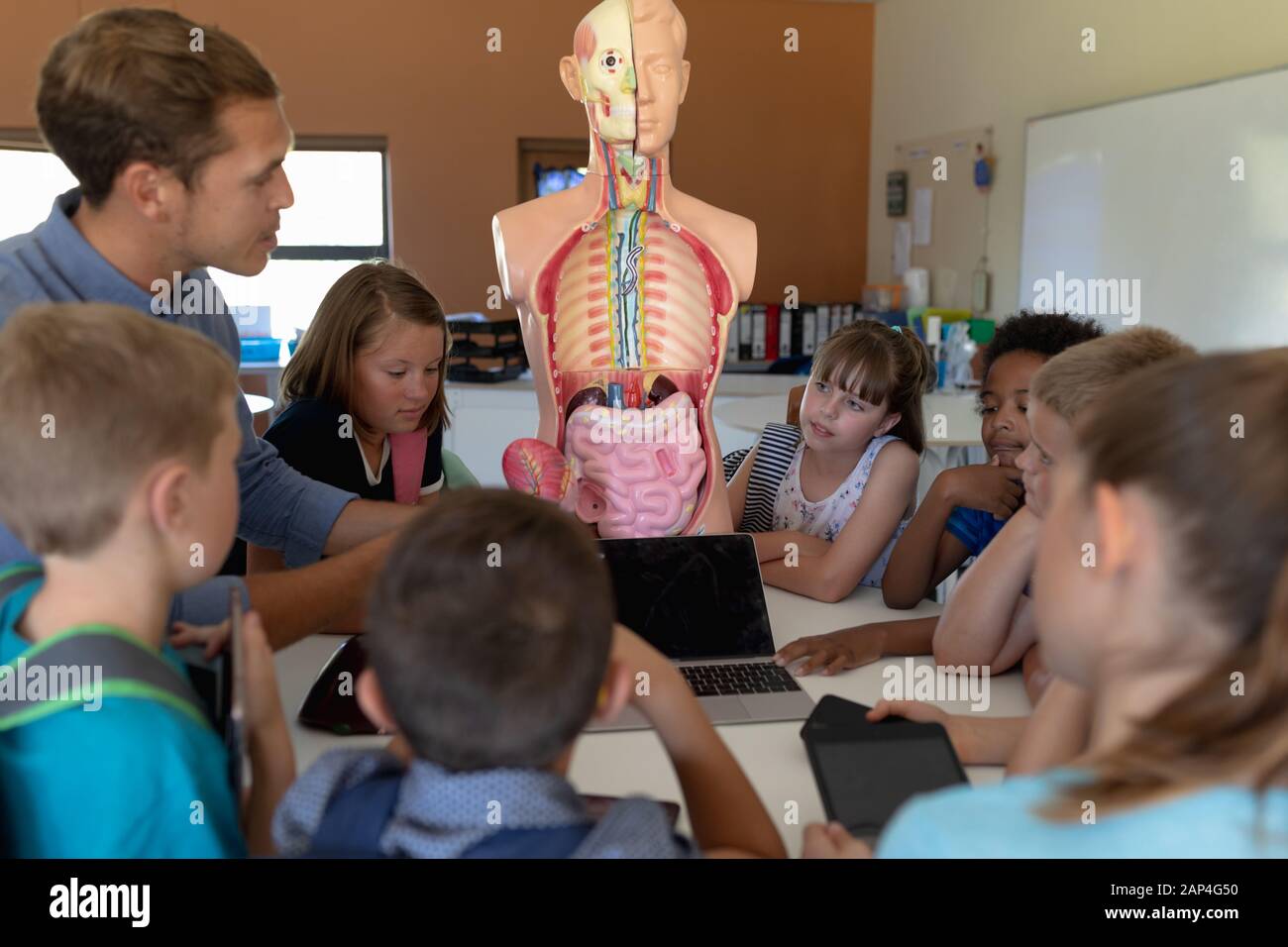 Insegnante maschile che usa un modello anatomico umano per insegnare Foto Stock