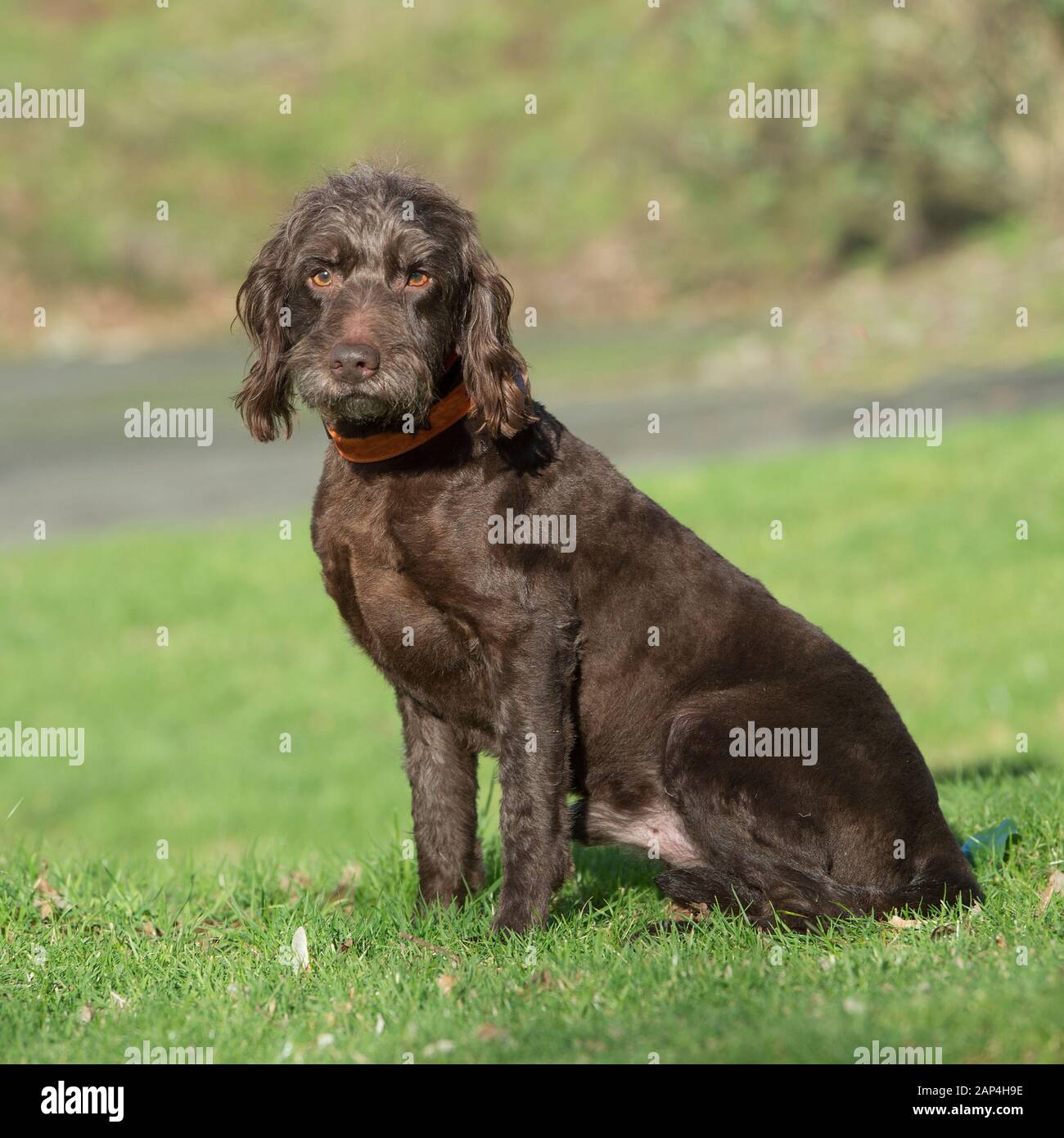 Labradoodle Foto Stock