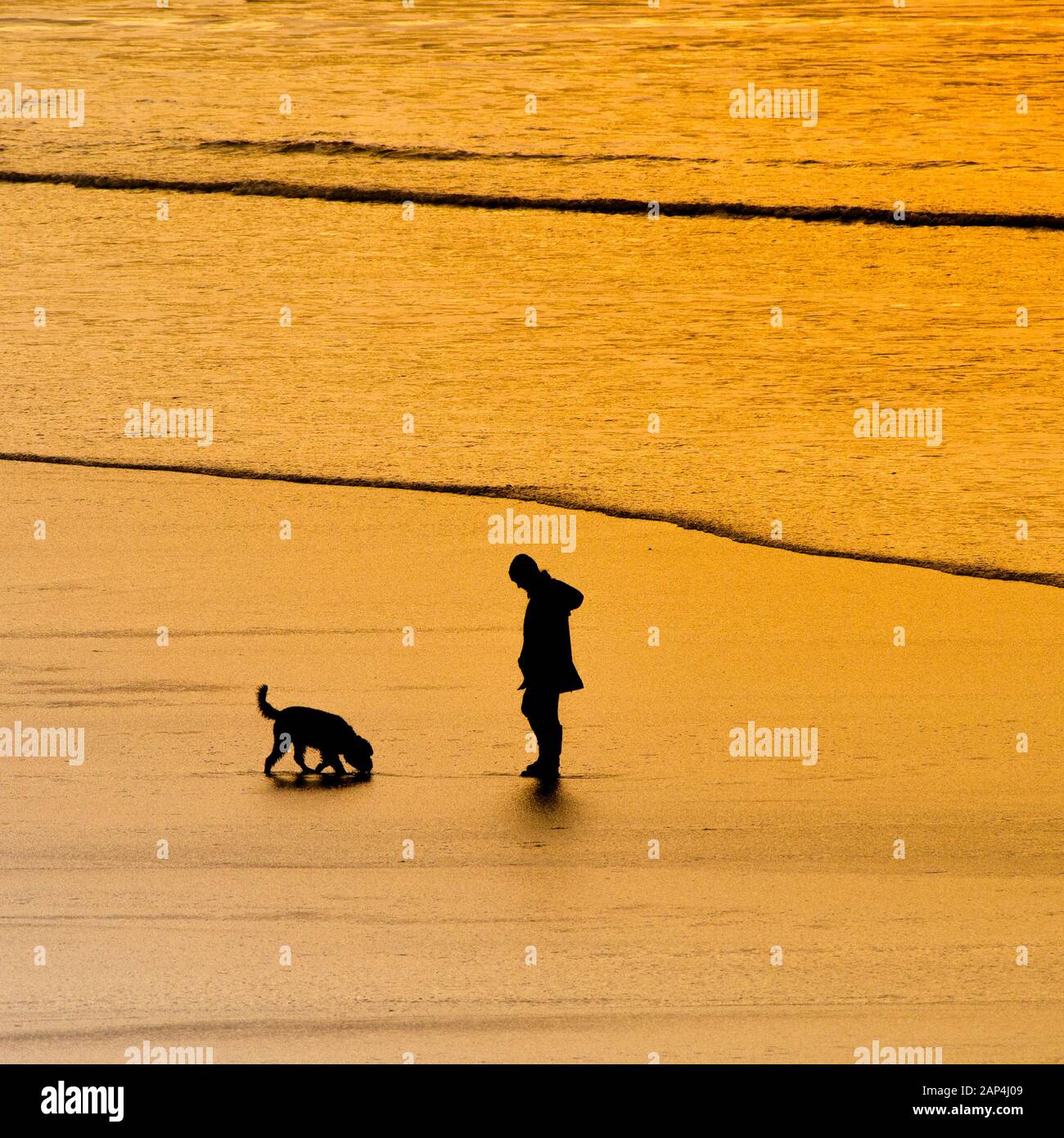 Un dog walker e il suo cane stagliano dalla intensa luce dorata del sole al tramonto a Fistral Beach in Newquay in Cornovaglia. Foto Stock