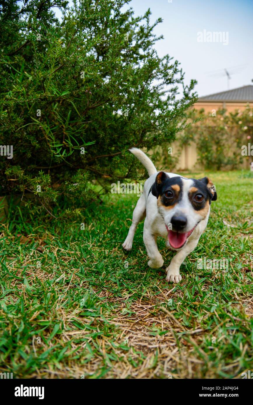 Jack Russell cane cucciolo essere divertente giocare in cortile con erba verde Foto Stock