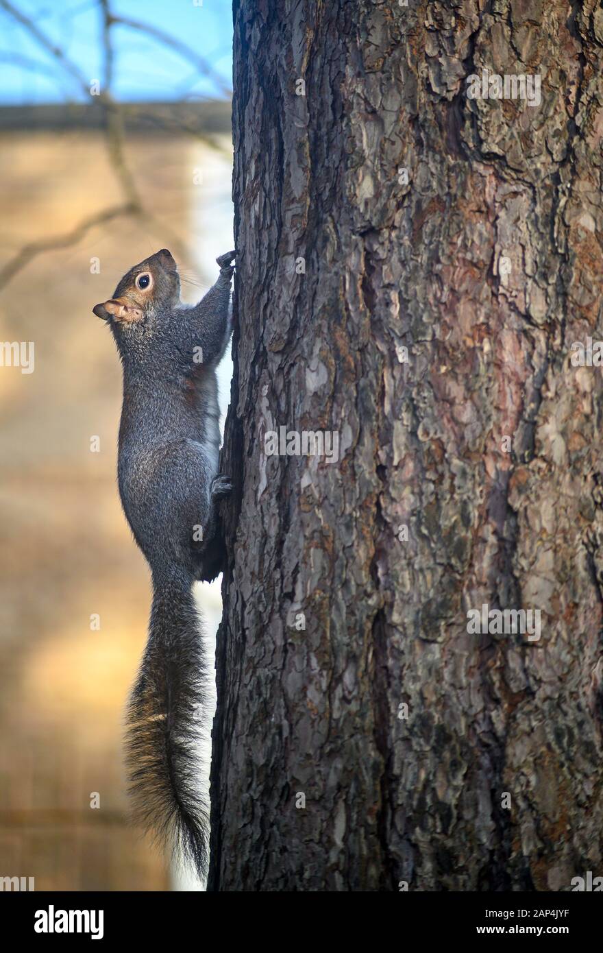 Scoiattolo Grigio A Kelsey Park, Beckenham, Greater London. Uno scoiattolo che sale su un tronco di albero. Scoiattolo grigio (Sciurus carolinensis), Regno Unito. Foto Stock