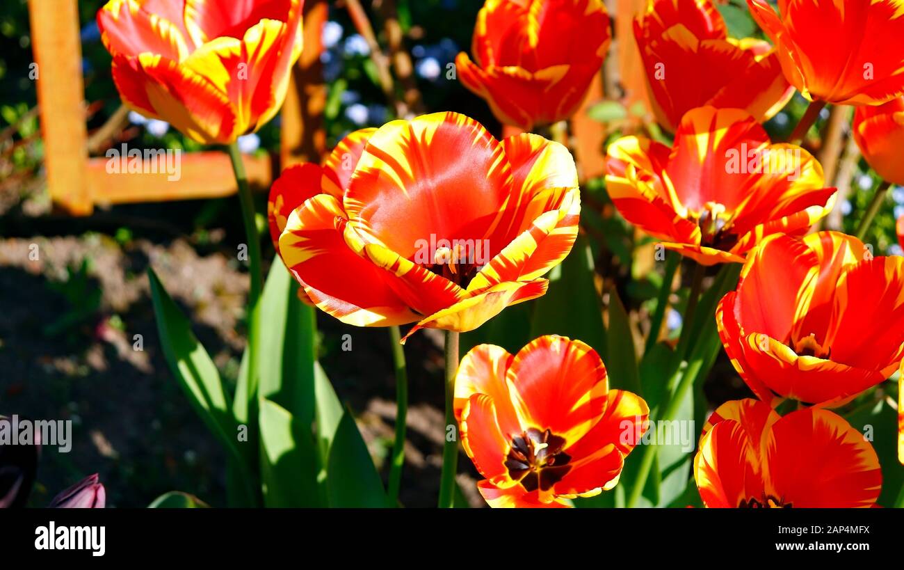 Tulipani in piena fioritura a Trentham Gardens, Stoke on Trent. Foto Stock