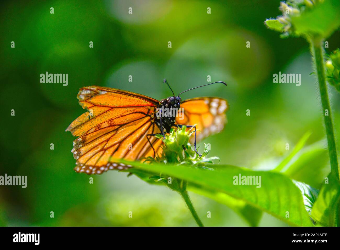 Maschio Monarch Orange Black White Butterfly, Danaus Plexippus, Closeup Su Foglie Verdi In Giardino Sole Closeup Foto Stock
