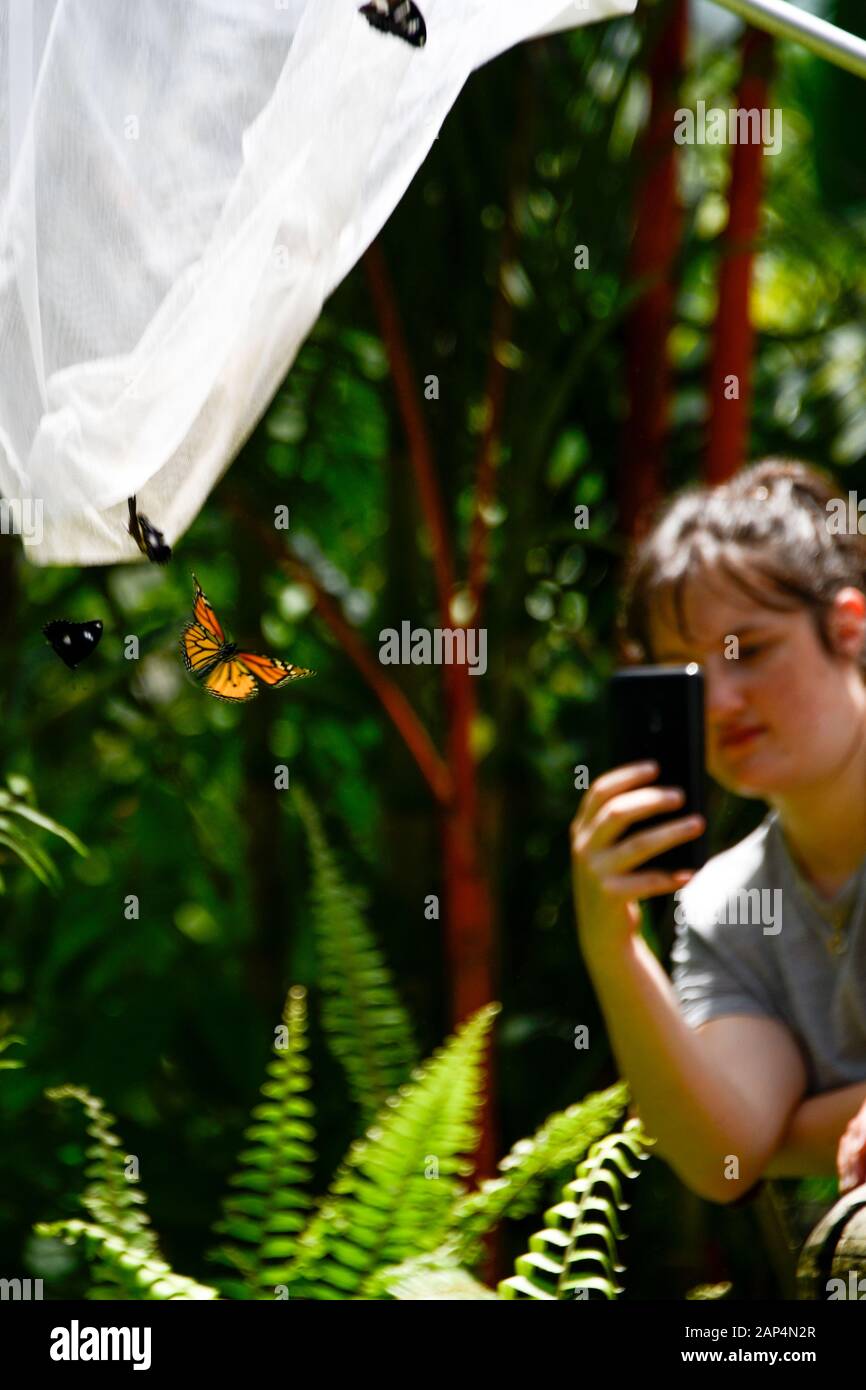 Ragazza che scatta la foto delle Farfalle come sono liberati dalla rete della farfalla nel sole Foto Stock