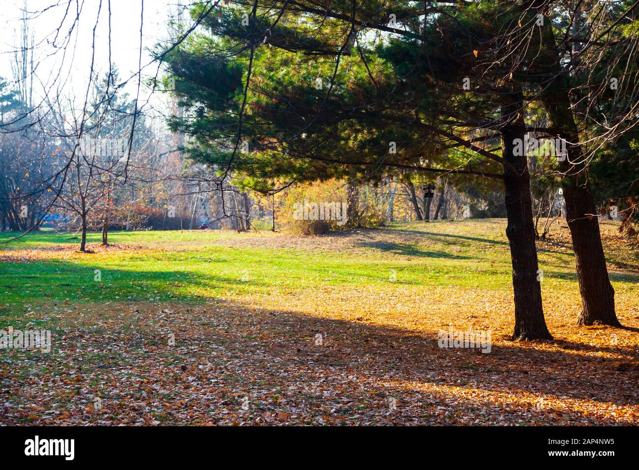 Bellissimo parco autunnale. Giornata di sole. Bellissimo paesaggio autunnale. Foto Stock