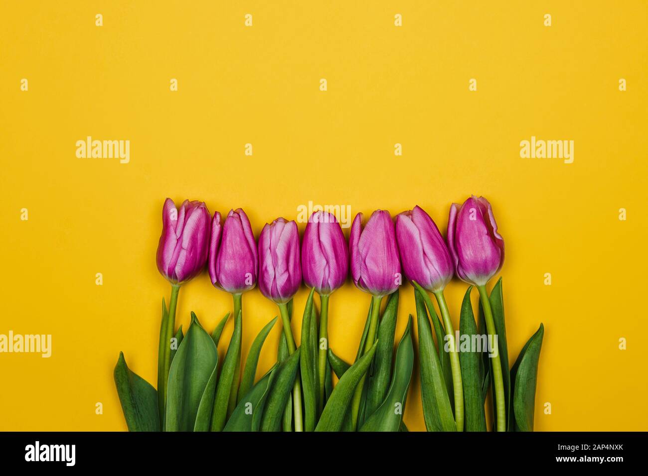 Rosa viola i tulipani su sfondo giallo. Design semplice Foto Stock