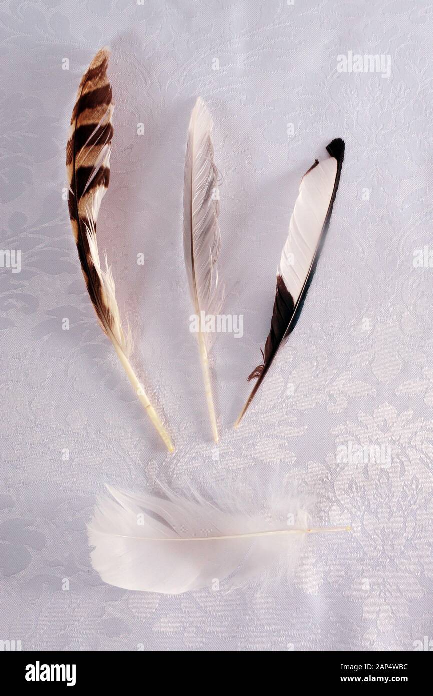 Foto verticale di tre diversi tipi di uccelli piume su bianco tessuto setoso con pattern. Foto Stock