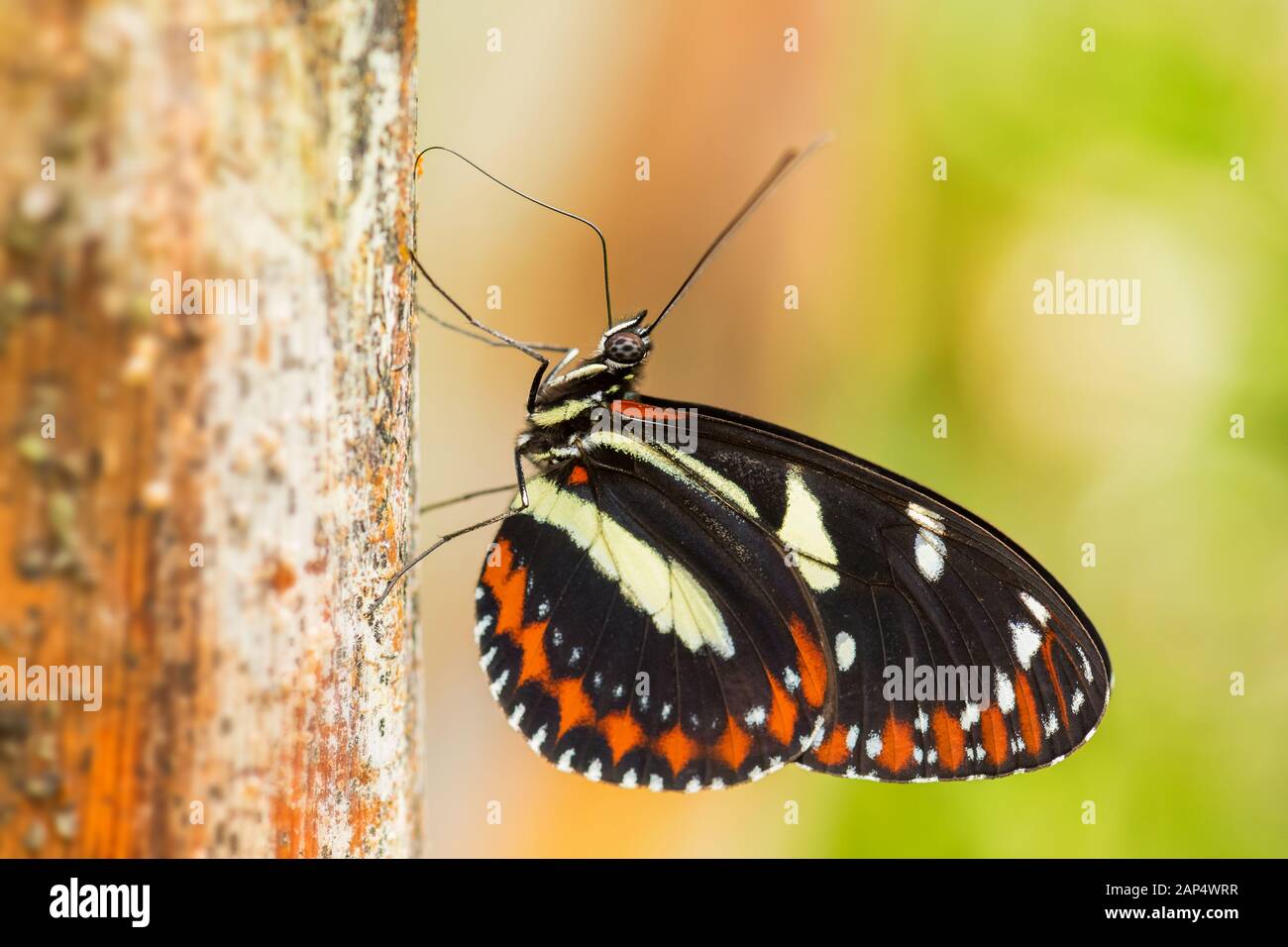 Tigerwing - Mechanitis sp., bella brushfoot colorate butterfly dal Centro e Sud America prati, Ecuador. Foto Stock