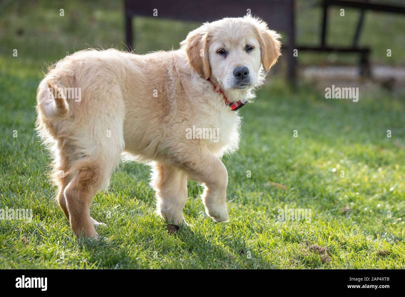 Bellezza Golden Retriever cane cucciolo nel giardino Foto Stock