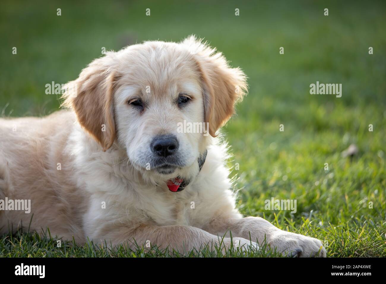 Bellezza Golden Retriever cane cucciolo nel giardino Foto Stock
