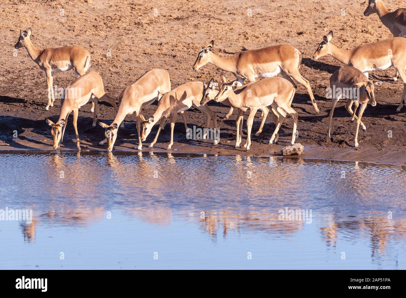 Un gruppo di impala -Aepyceros melampus- bere da un fiume nel Parco Nazionale Etosha, Namibia. Foto Stock