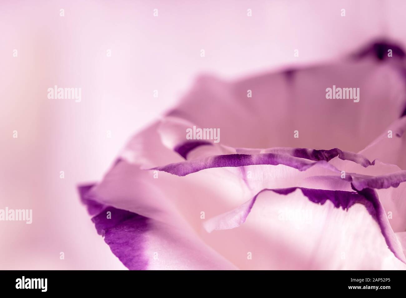 Macro shot della bella viola rosa rosa fiore Foto Stock