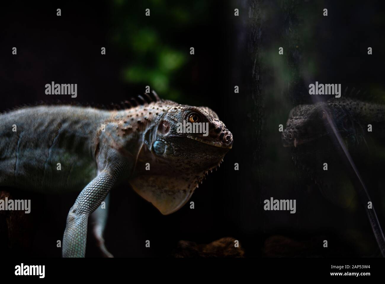 Vista riflessa della testa di un iguana profondo pensieri concetto auto segreto mistero critica vita dof fuoco tagliente spazio per testo macro rettile giungla Foto Stock