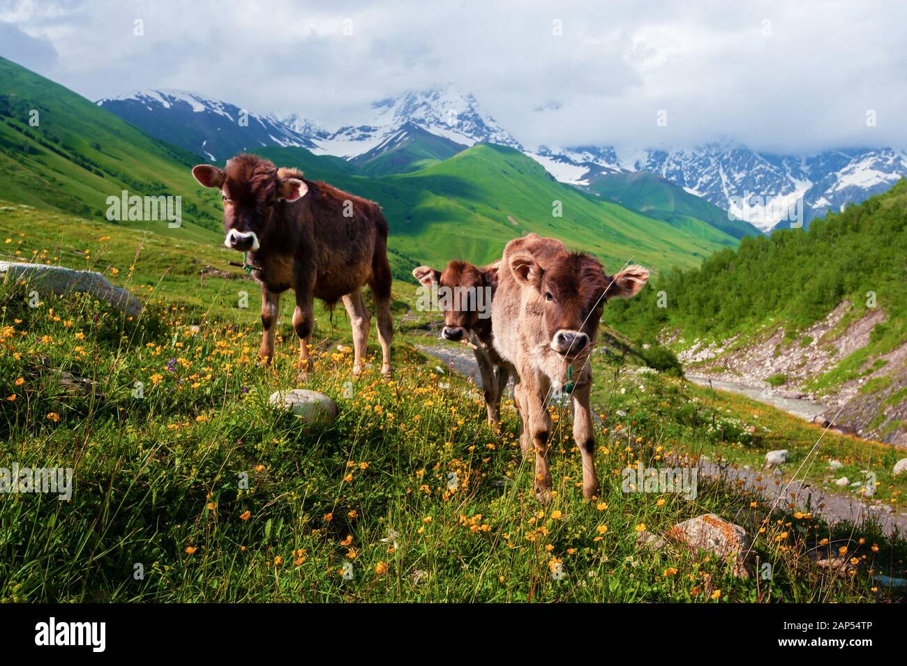 I vitelli sul pascolo estivo sul Caucaso innevate montagne sfondo Foto Stock