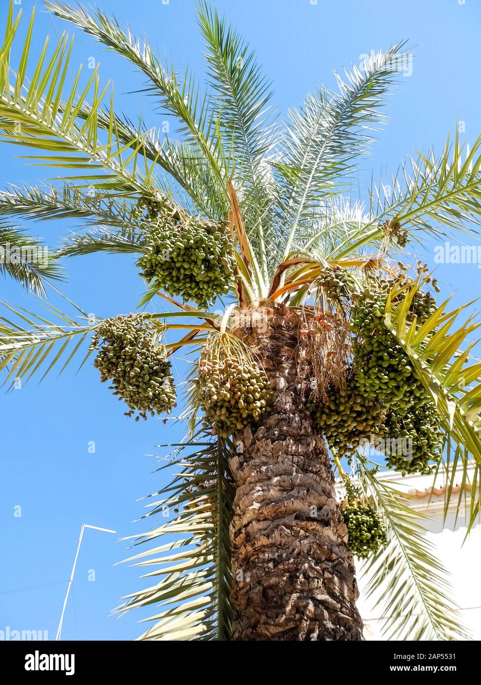 Albero di palma, Arecaceae, contro il cielo blu la città di Faro, Algarve, Portogallo, Europa occidentale Foto Stock