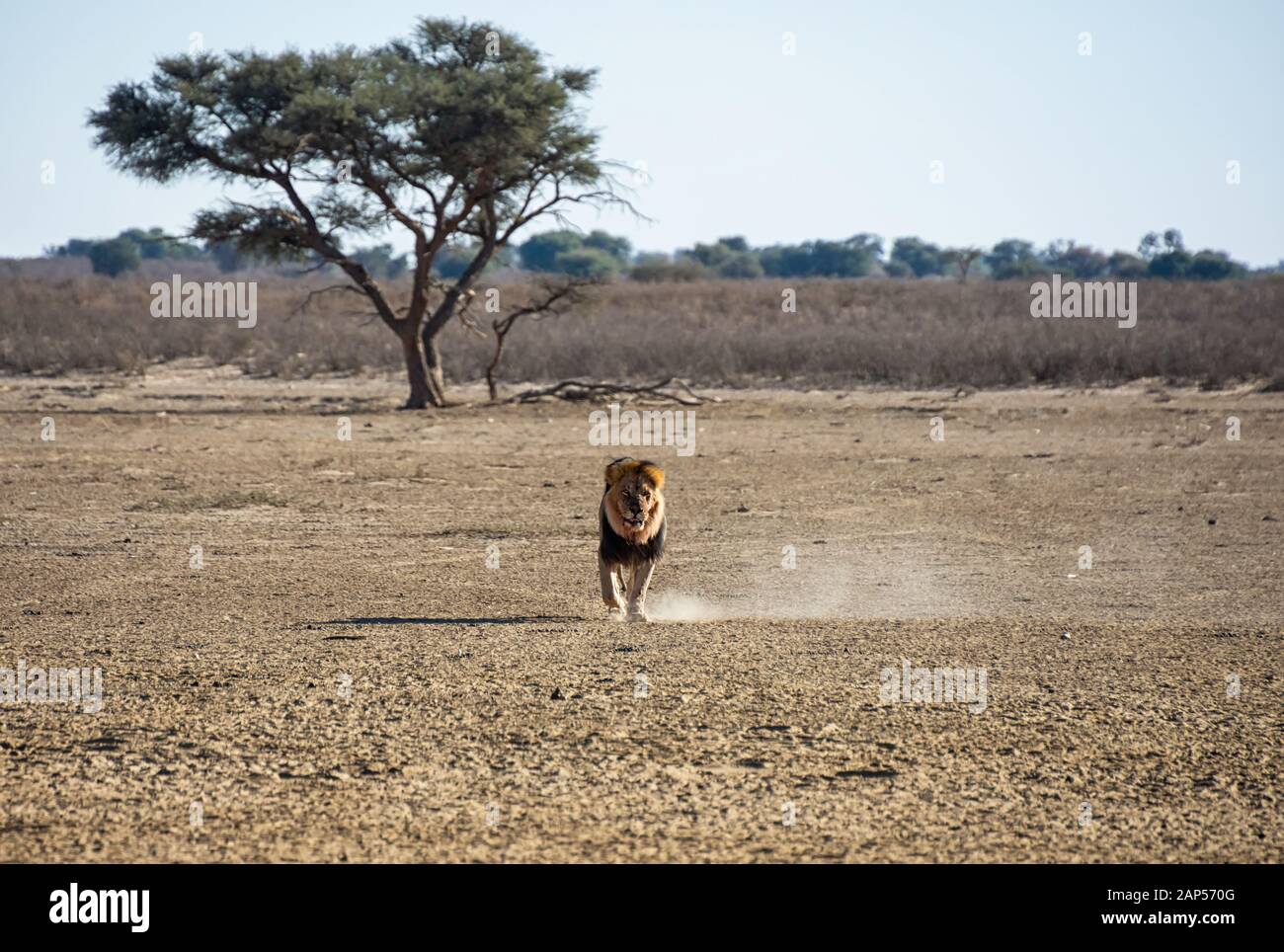 Un Leone dal maneggiato nero che cammina nella savana di Kalahari Foto Stock