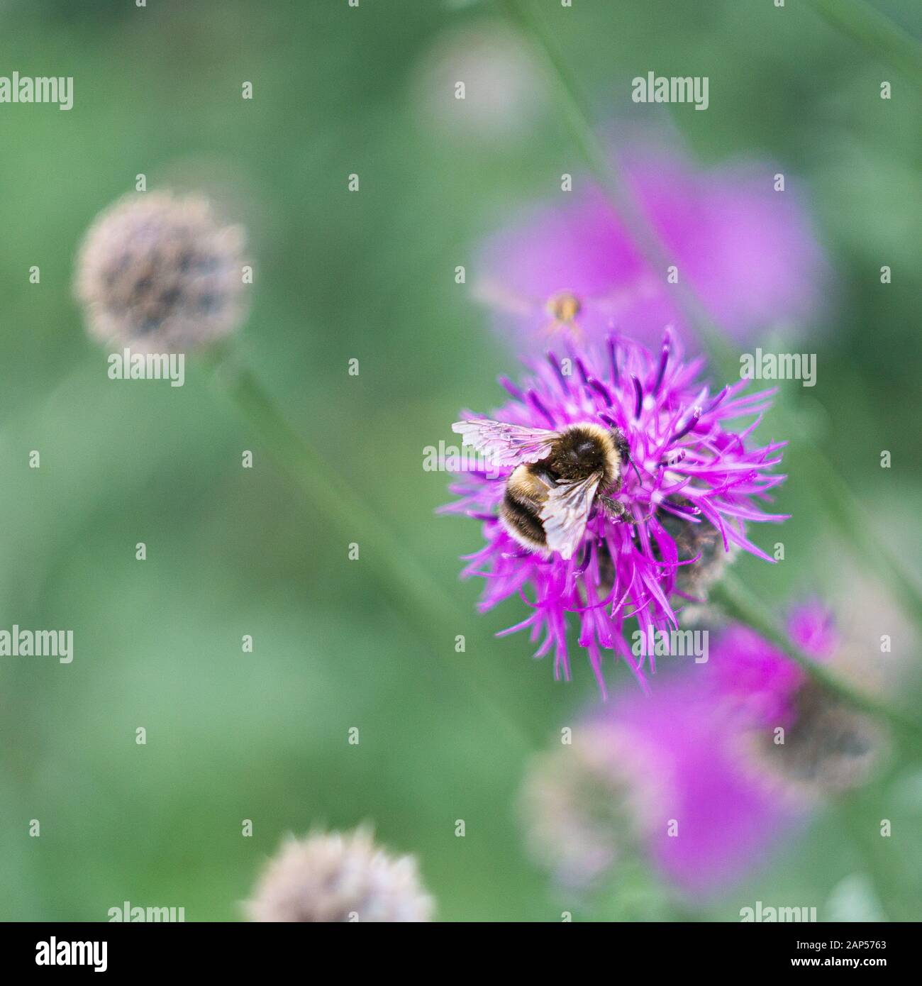 Ape di miele su fiore di echinops rosa Foto Stock