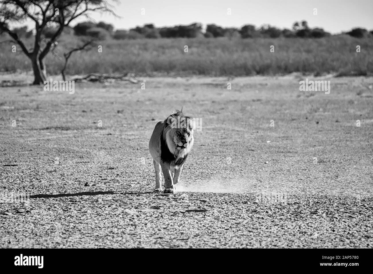 Un Leone dal maneggiato nero che cammina nella savana di Kalahari Foto Stock