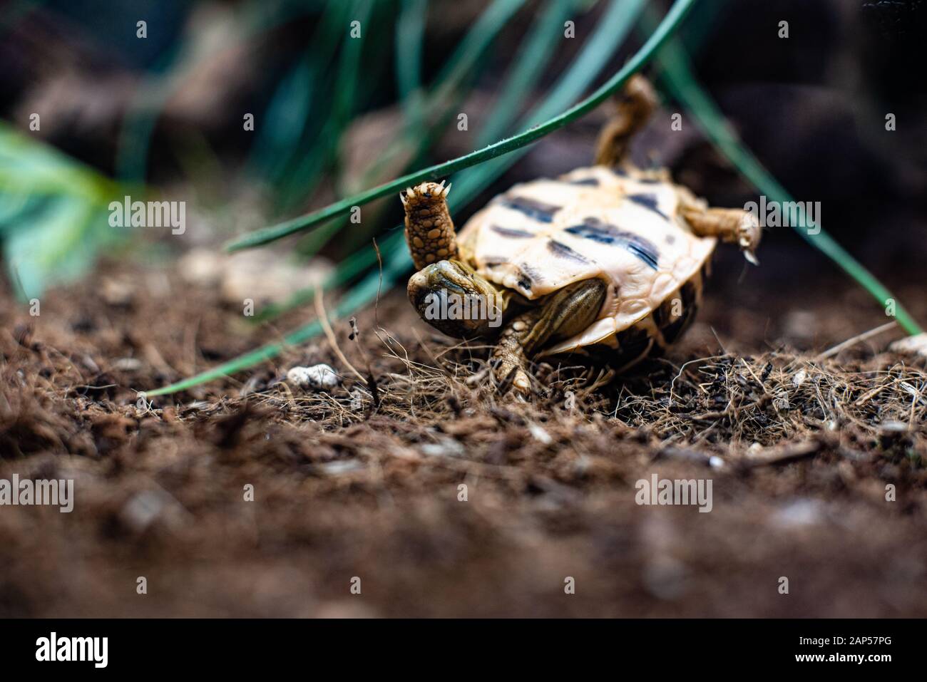 turtle turn over tartaruga su erba piano drammatico flip back lotta Foto Stock