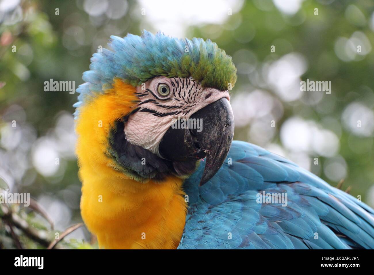 Blue Parrot giallo nella foresta pluviale del Ecuador la fauna selvatica Foto Stock