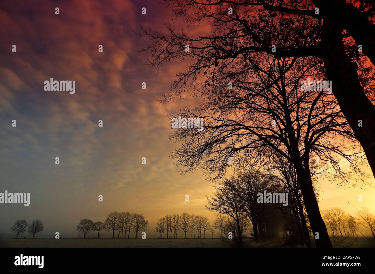 Alba rossastra a Diessen, Paesi Bassi con albero Silhouette i Foto Stock