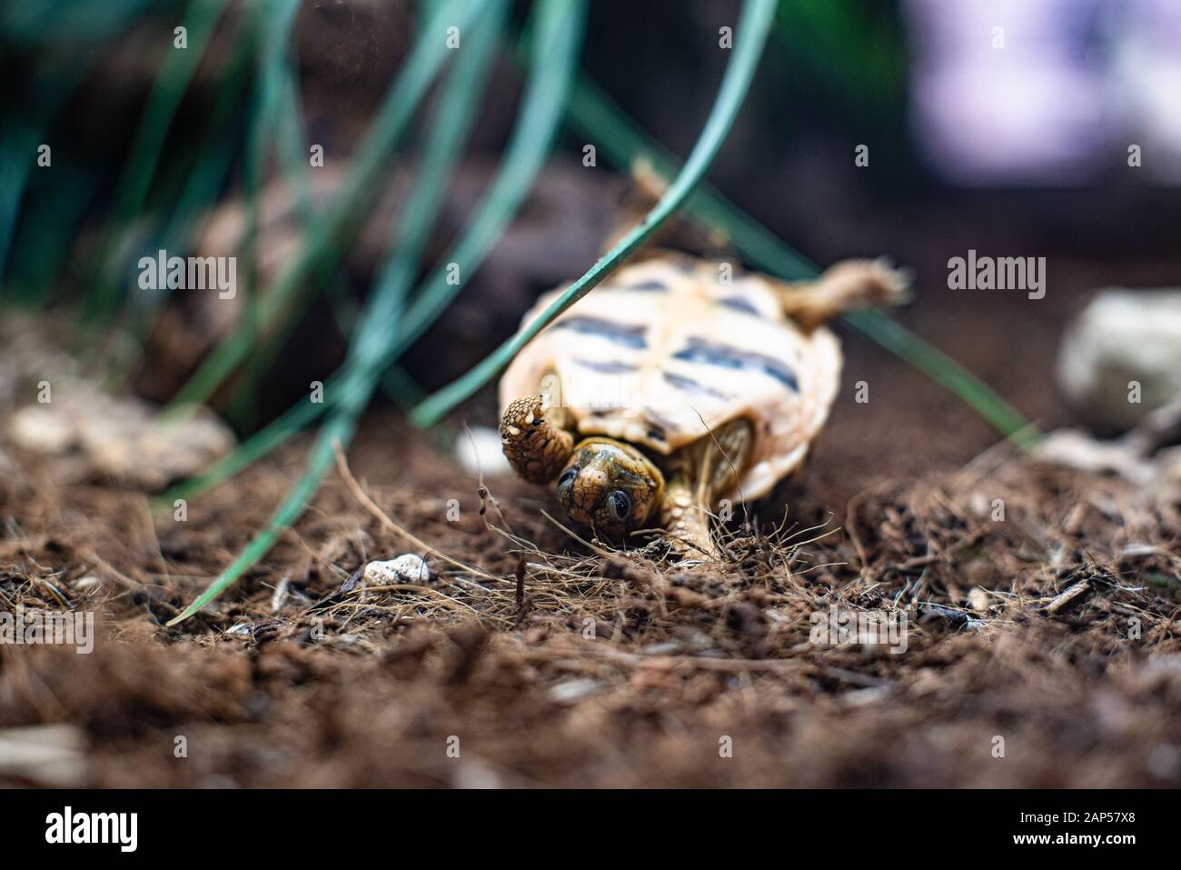 turtle turn over tartaruga su erba piano drammatico flip back lotta Foto Stock