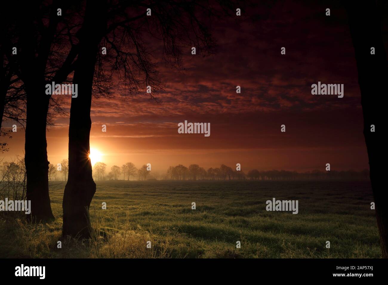 Bright Red Sunrise a Diessen, Paesi Bassi con Tree Silhouette i Foto Stock