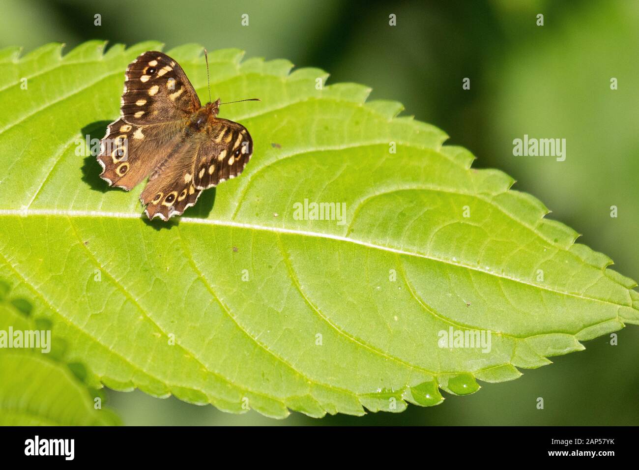Una farfalla di legno puntonato arroccato sul bordo di una vibrante verde balsam Himalayan foglia Foto Stock