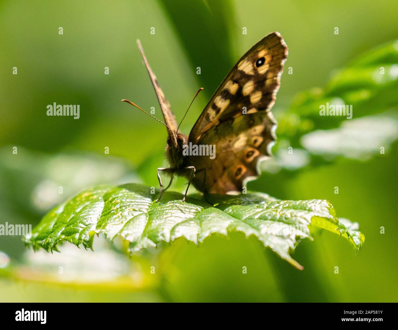 Una farfalla di legno punteggiate cautamente appollaiata su una foglia di ramble in sole brillante Foto Stock
