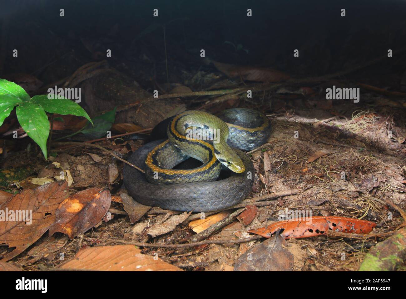 Malayan Racer, Coelognathus Flavolineatus Foto Stock