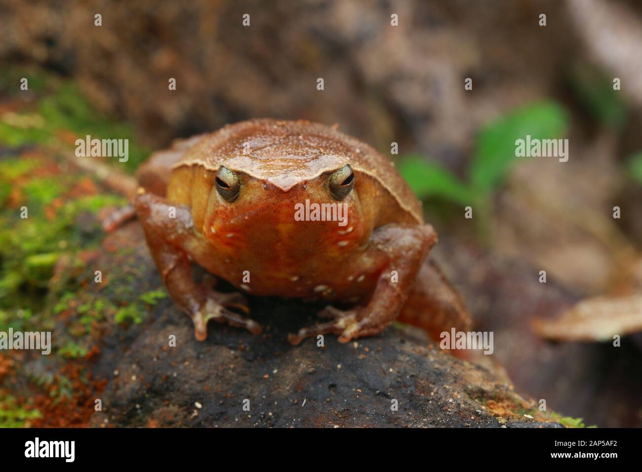 RANA appiccicosa, Kalophrynus pleurostigma, Foto Stock