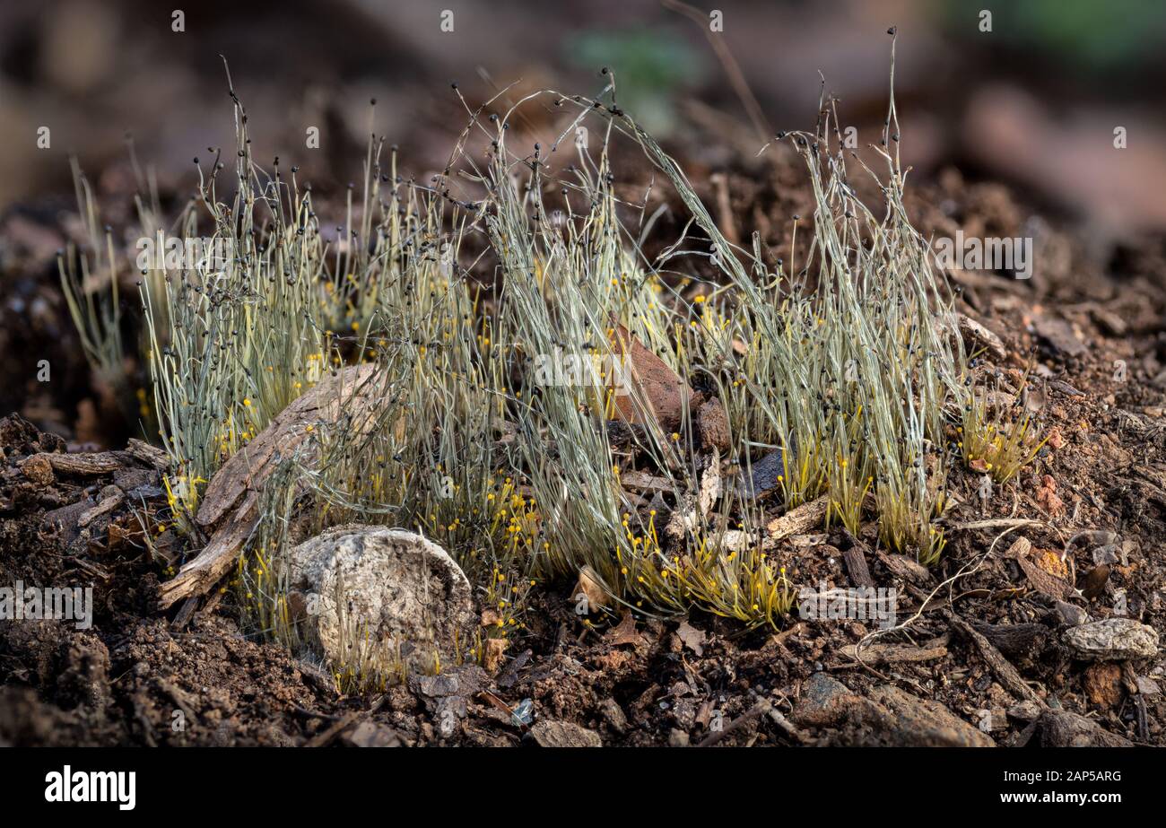 Fungo di Phycomyces che cresce sulle feci parzialmente sepolte del gatto. Le spore sporangiofori alte e filamentose portano spore gialle che producono sporanghe che maturano fino al nero. Foto Stock