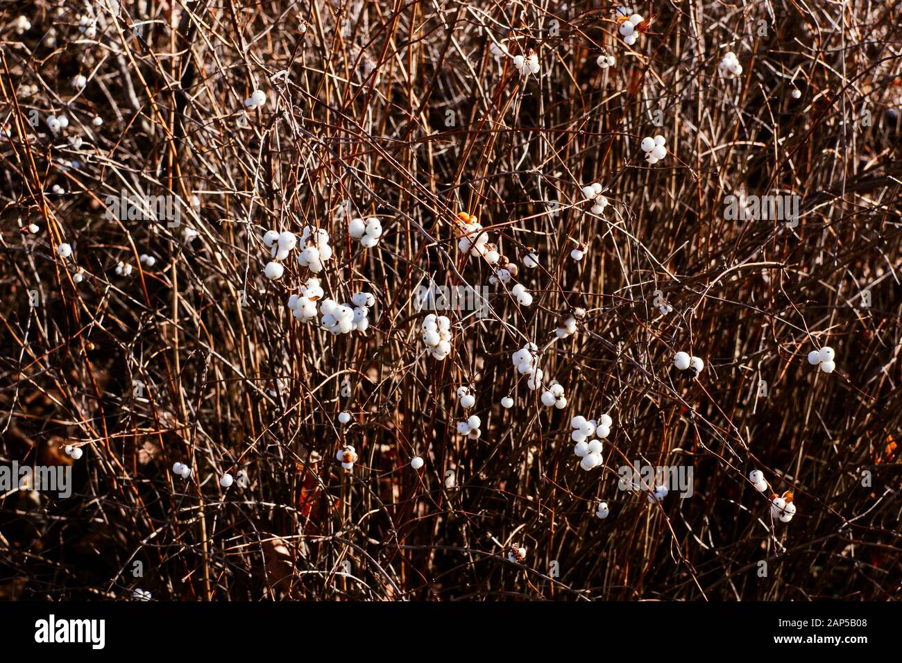 Bianco comune mirtillo. Symphoricarpos albus. Aucolonna e concetto di natura invernale. Foto Stock