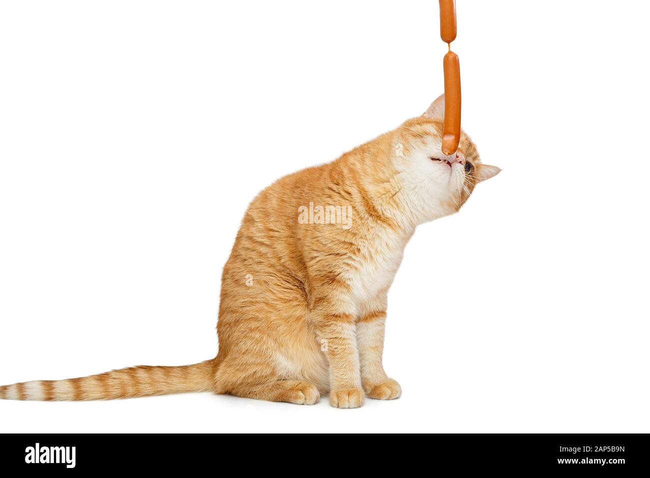 Il gatto rosso vuole catturare le salsicce isolate su sfondo bianco Foto Stock