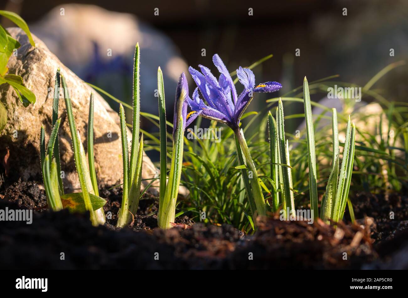 Iris reticulata Foto Stock
