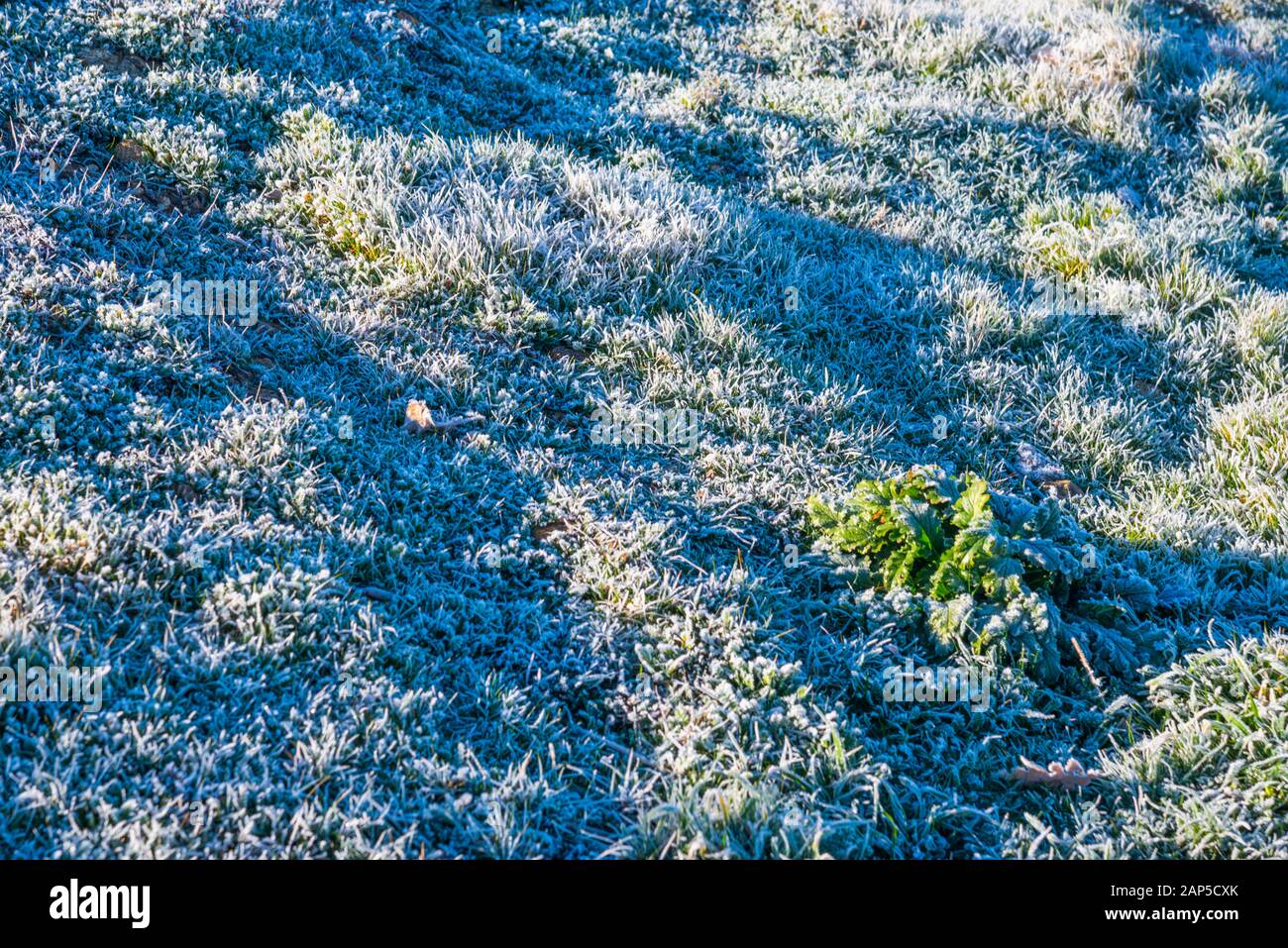 Frosty erba. Foto Stock