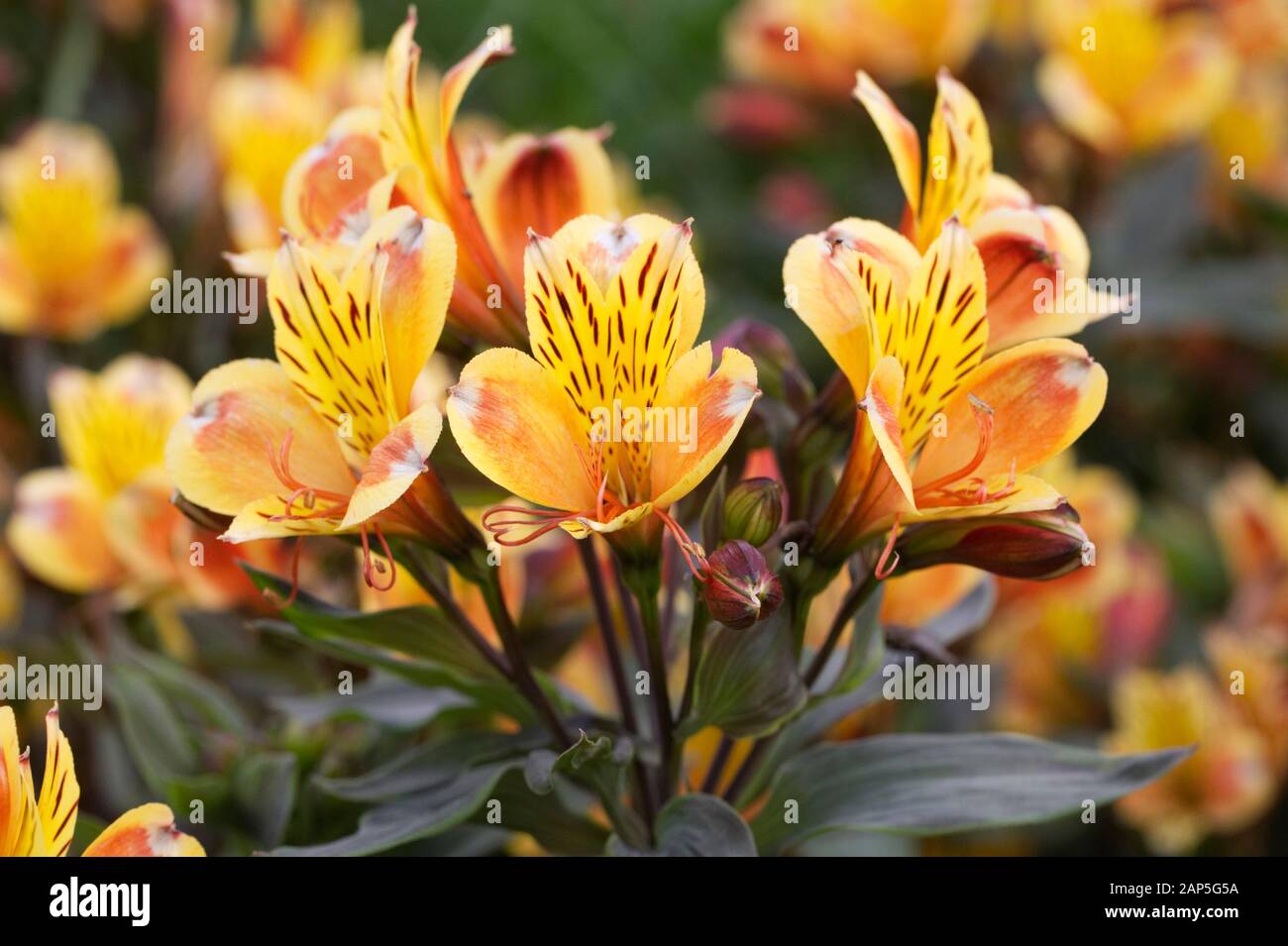 Alstroemeria paradiso estivo Summer Breeze Foto Stock